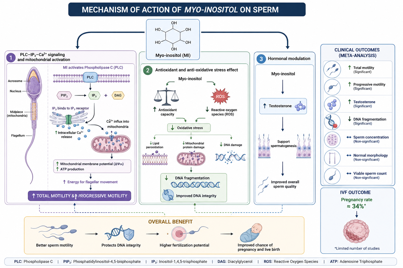 mekanisme kerja myo-inositol pada sperma